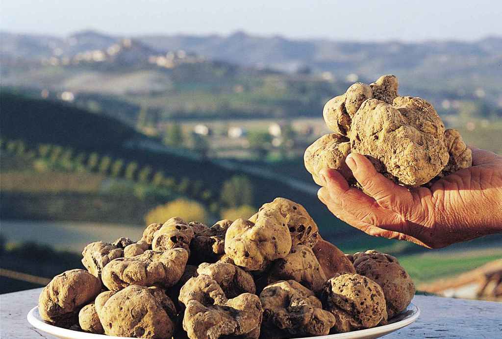 TARTUFO VOLTERRA